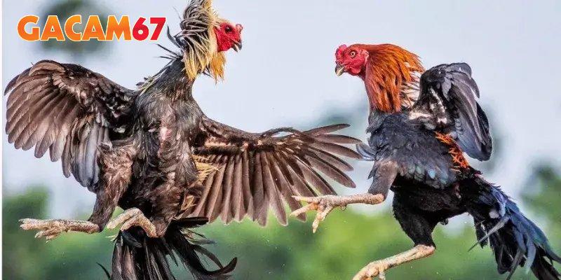 Đá Gà Trực Tiếp GACAM67 – Kênh Phát Sóng Các Bồ Gà Hàng Đầu