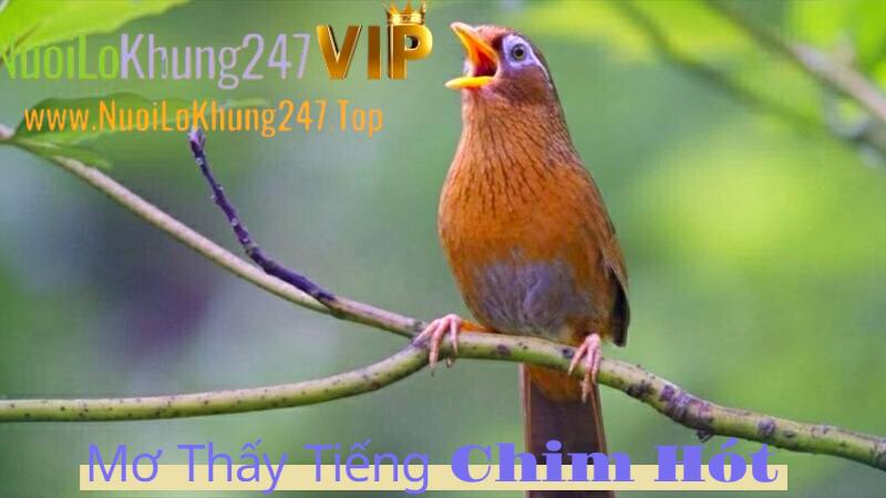 Mơ Thấy Tiếng Chim Hót Đánh Con Gì? Giải Mã Điềm Báo Giấc Mơ Đổi Đời