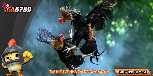 Đá Gà Ga6789 – Những Điều Cần Lưu Ý Khi Theo Dõi Nội Dung Trực Tuyến