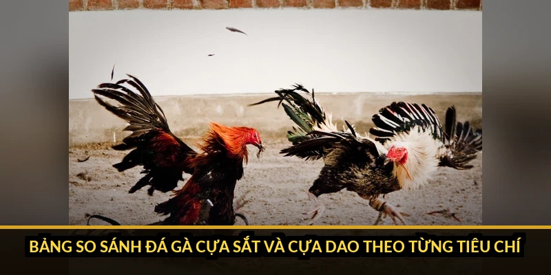 Phân biệt đá gà cựa sắt và cựa dao: 4 điểm khác nhau rõ nhất